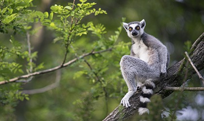 lemur madagascar