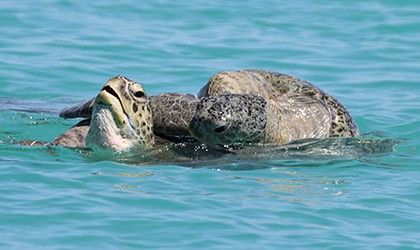 Mating Green Turtles - Kimberley Cruise