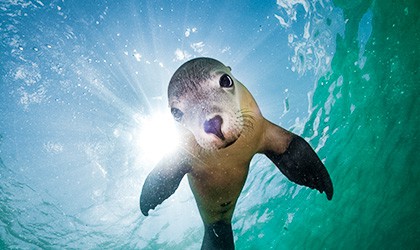 Seal Abrolhos Island