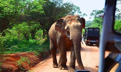 Sri Lanka Safari TH
