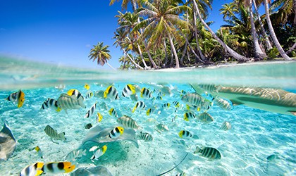 Tropical Snorkelling