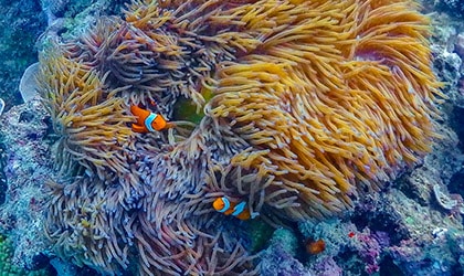 Great Barrier Reef Clown fish