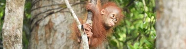 Orangutans Gary Shapiro