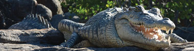Crocodile - Wildlife of The Kimberley