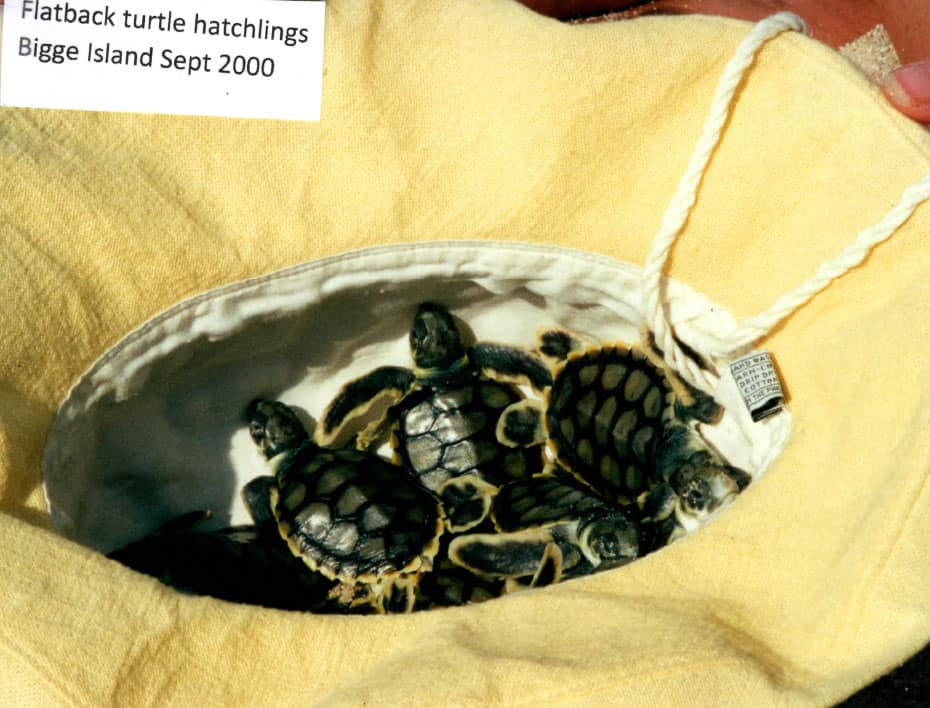 Turtle Hatchlings on Biggie Island 2