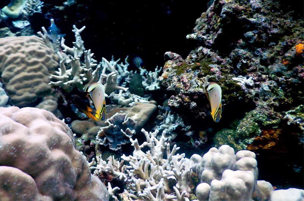 Coral Dive Fish Raja Ampat