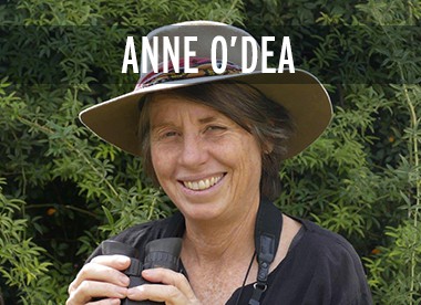 Anne O'Dea