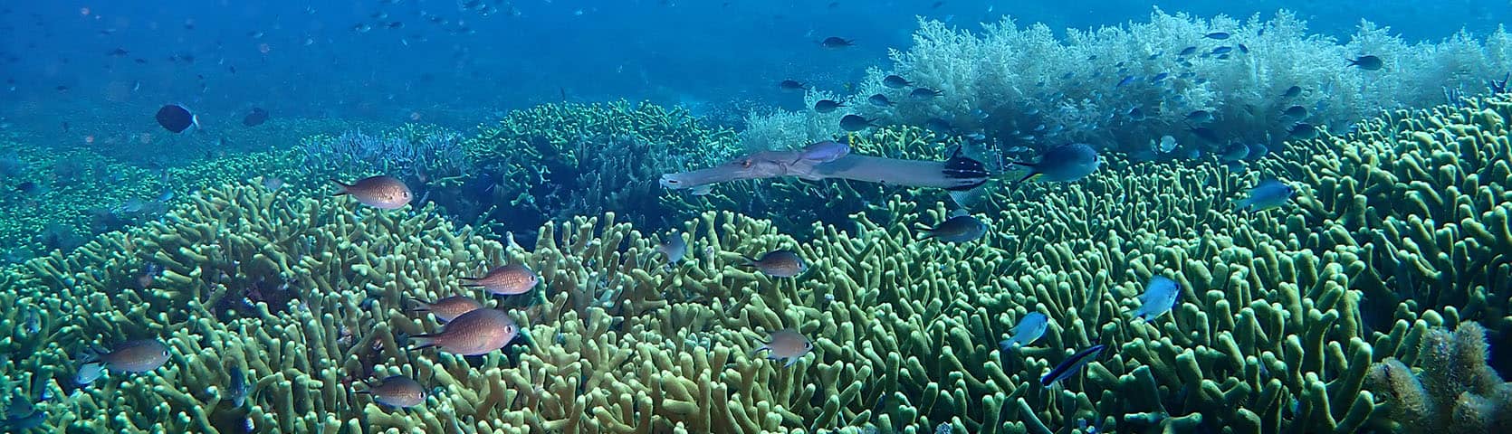 Raja Ampat Coral Reef