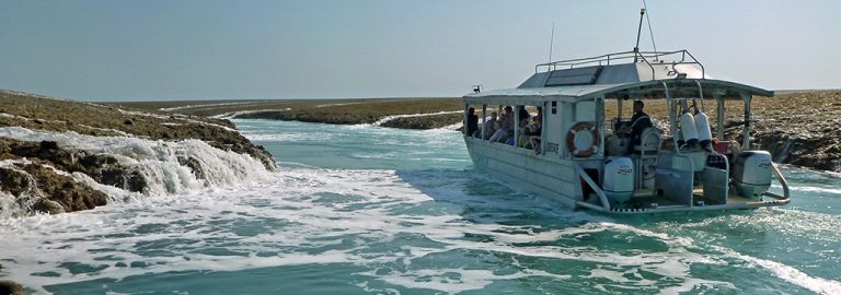 montgomery reef boat tours