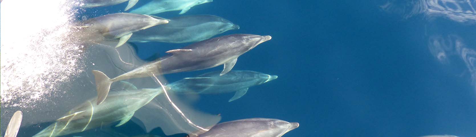 Dolphins riding the bow wave of the Coral Discoverer