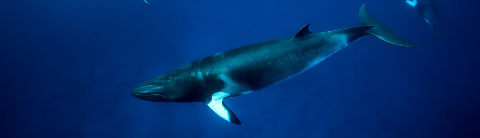 Dwarf minke whales_GBR citizen science expedition 2021