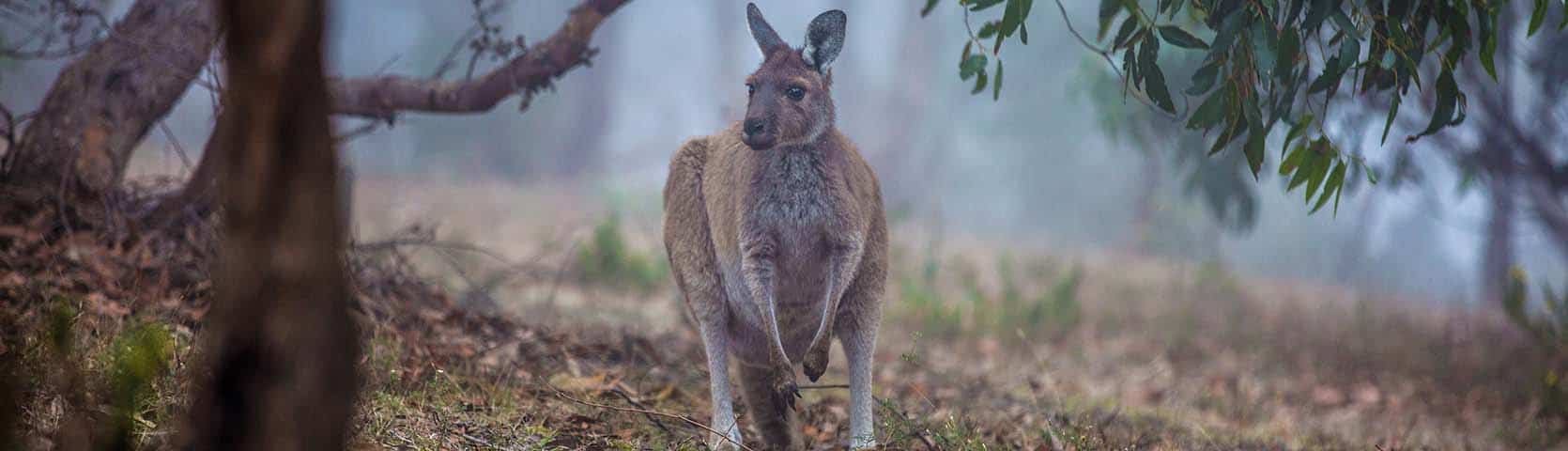 Kangaroo on Kangaroo Island. Tourism Australia.