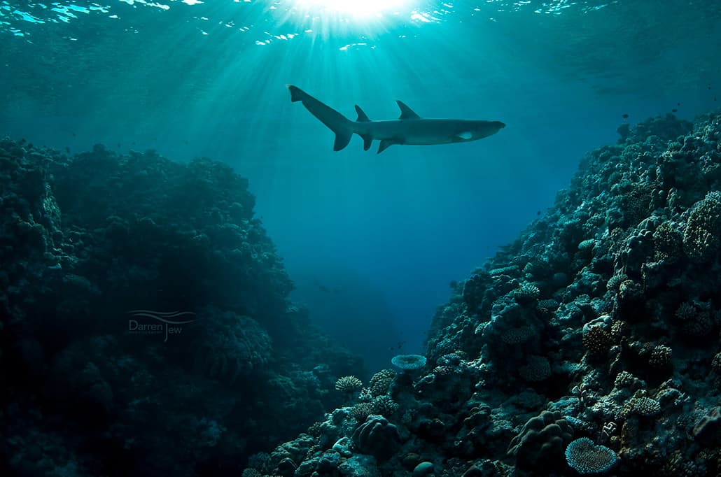 White-tipped reef shark - Darren Jew