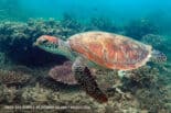 Green-Sea-Turtle-at-Fitzroy-Island-March-2021