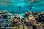 Guests-snorkelling-Mackay-Reef-December-2020