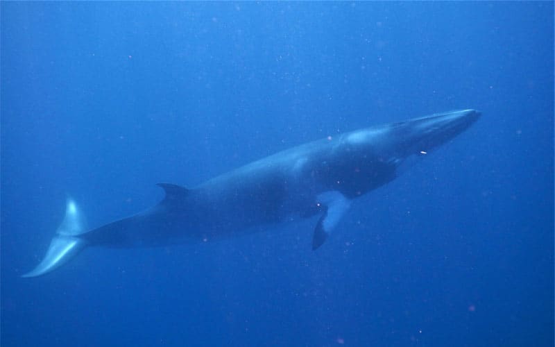 Minke Whales - Citizen Science Voyage