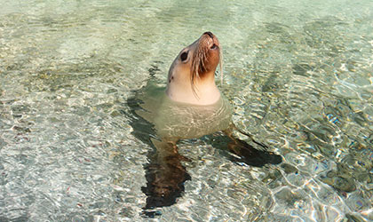 Sea-Lion-Abrolhos-Islands-Easter-Group