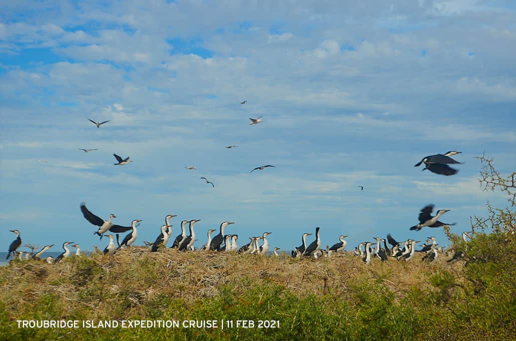 Troubridge Island, South Australia 