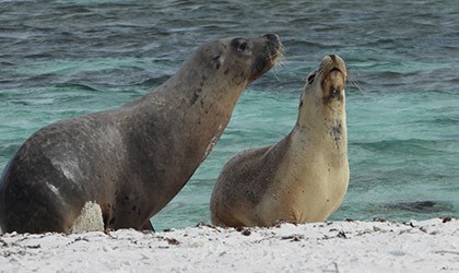 Abrolhos Islands & The Coral Coast October 2021 Sea Lion