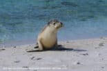 Australian Sea Lion - Abrolhos
