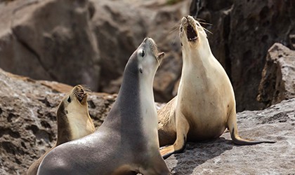 Cape Donington Seals