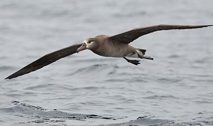 Mukojima and Torijima - Black Footed Albatross