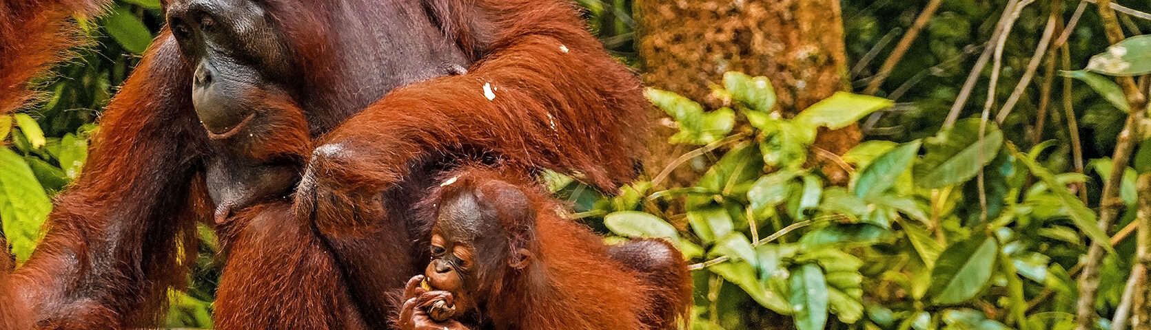 Orangutans - Makassar to Singapore