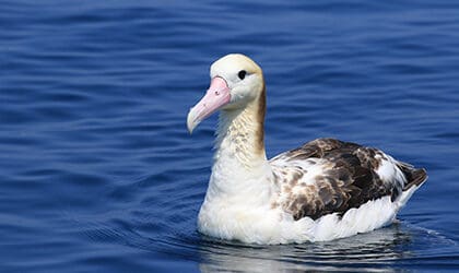 Short-tailed-albatross-