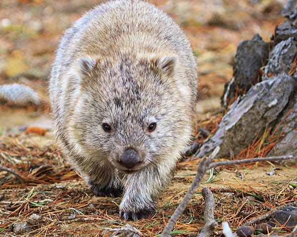 Wombat on Darlington 600x400